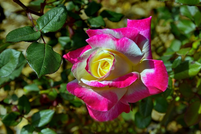Close-up of a bi-colored rose with pink and white petals and yellow center