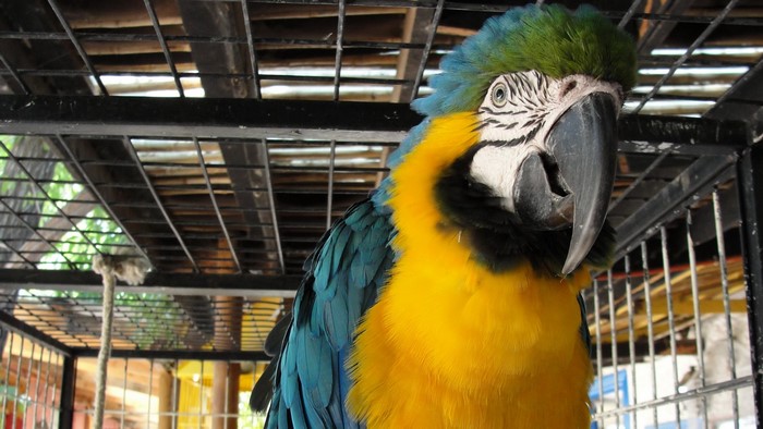 Blue and yellow macaw in a cage