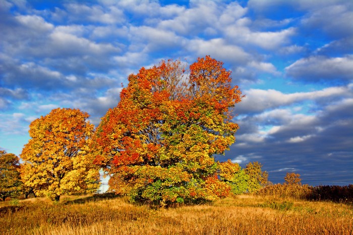 Autumn trees with colorful leaves under a cloudy sky
