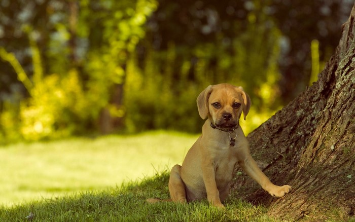 Puppy sitting by a tree on grass
