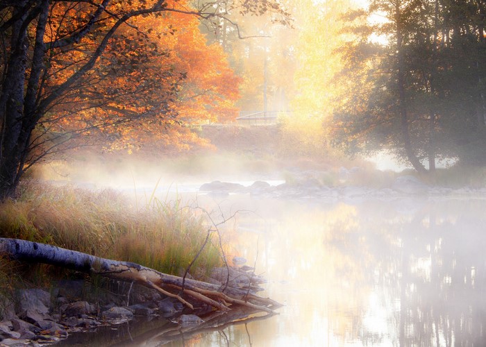 Autumn fog over a river with fallen log