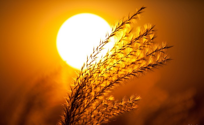 Close-up of grass against the sun