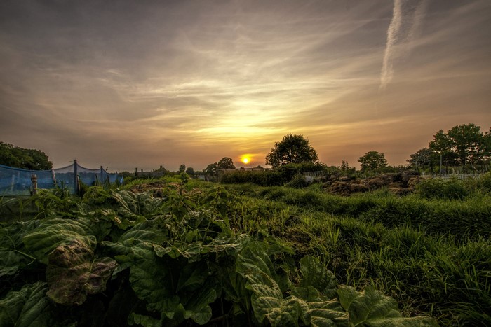 Sunset over a field with large leaves in the foreground