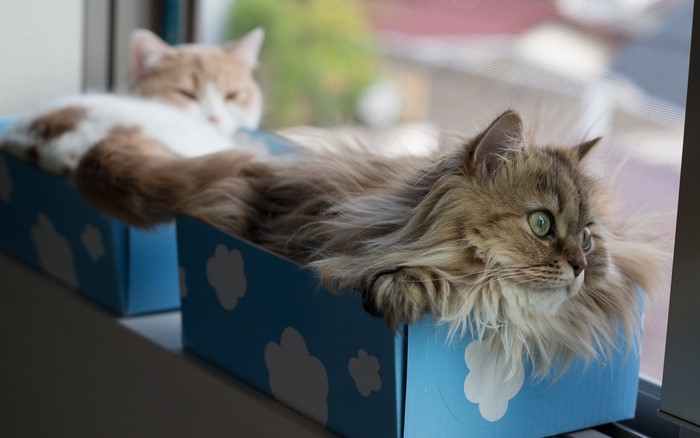 Two fluffy cats in blue boxes