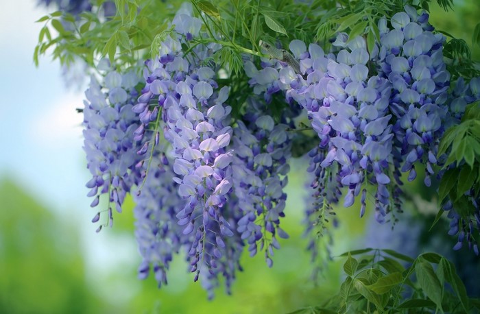 Purple Wisteria Flowers Hanging from Branches