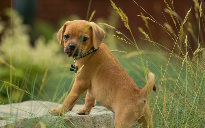 Brown Pug Puppy in Tall Grass