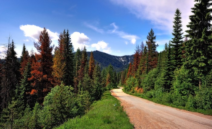 Dirt Road Through a Mountain Forest
