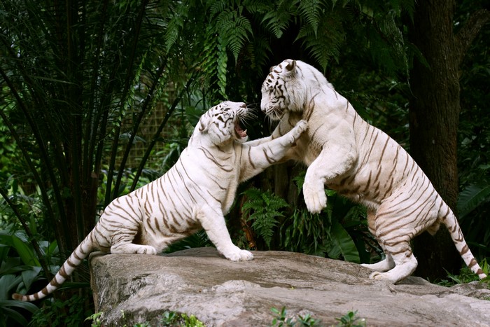 Two white tigers fighting on a rock