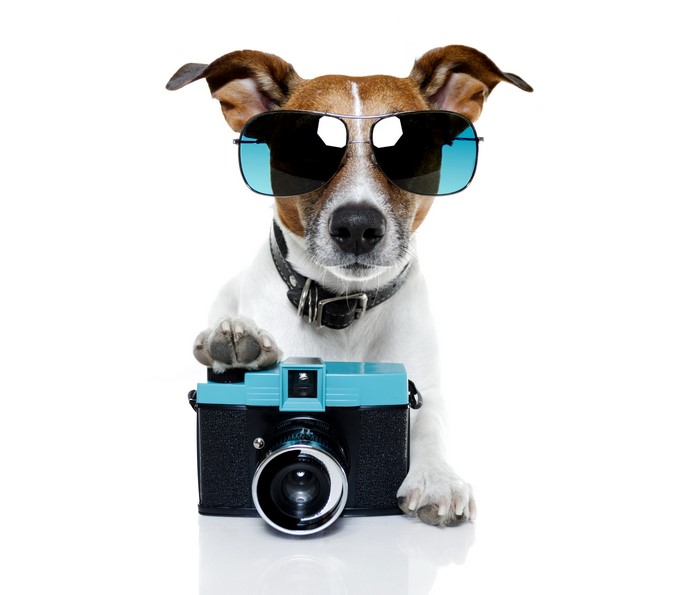 Jack Russell Terrier with Sunglasses and Camera