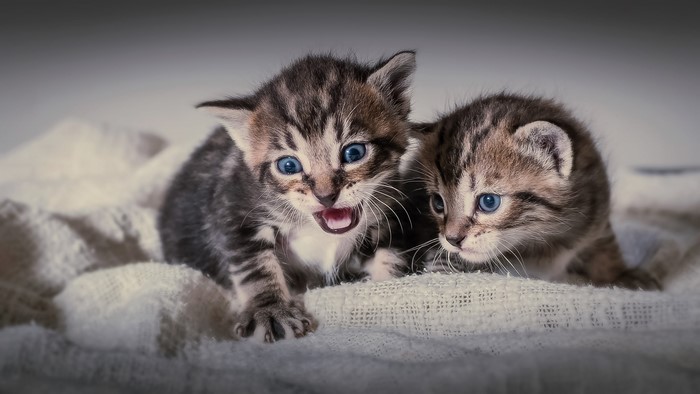 Two tabby kittens with blue eyes on a blanket
