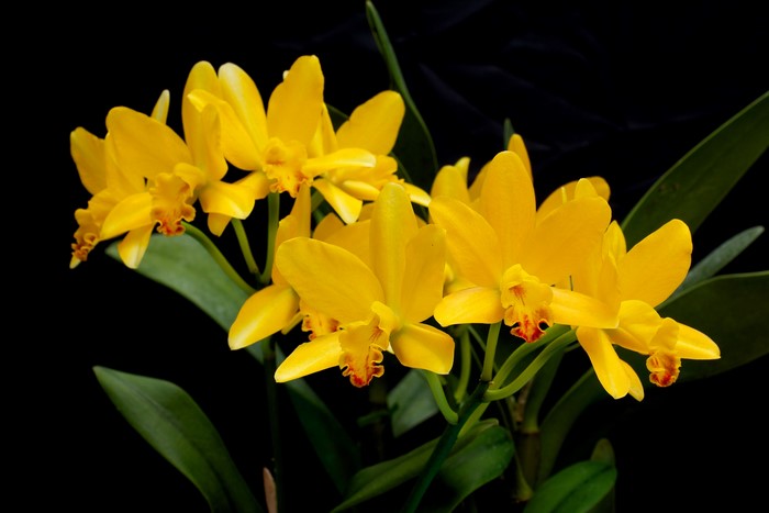 Close-up of yellow orchids with green leaves