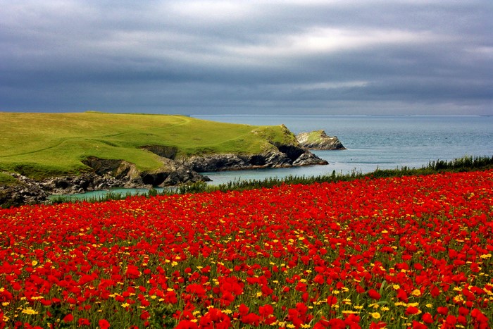 Field of red poppies and camomiles by the sea