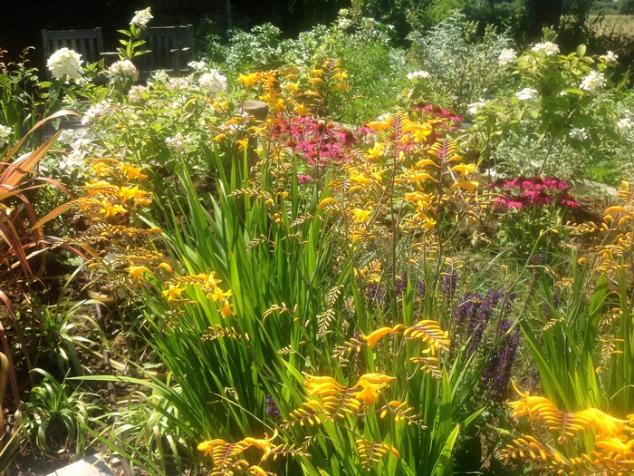 Crocosmia and Hydrangea in a Garden