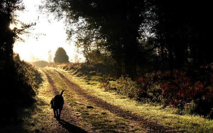 Dog walking on a dirt road at sunrise