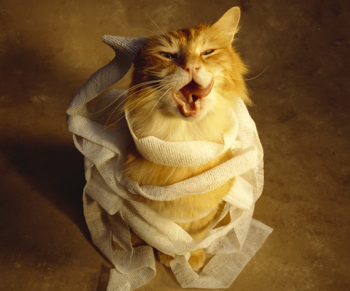 Ginger cat wrapped in bandages yawning