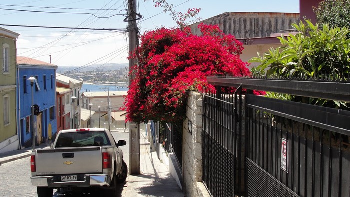 Street in Valparaiso, Chile with Flowering Tree and Pickup Truck