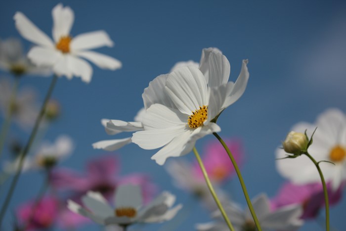 White Cosmos Flowers Against Blue Sky