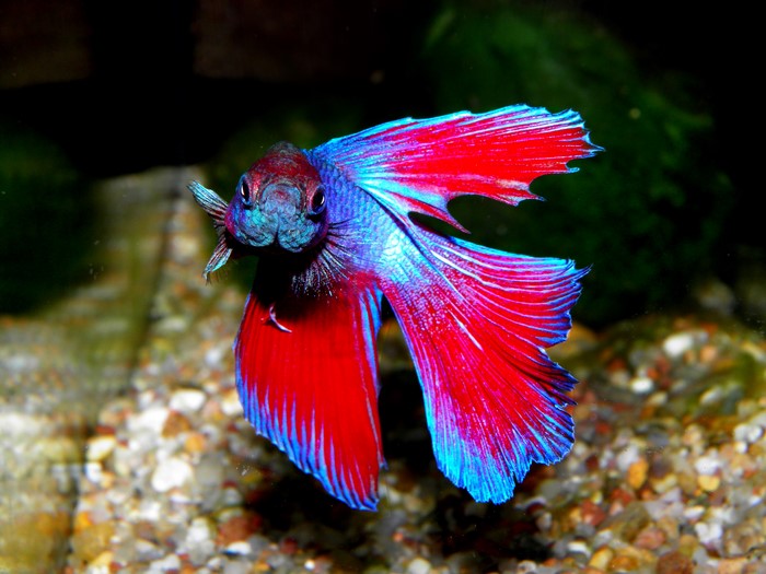 Betta fish swimming in aquarium