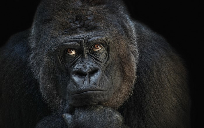 Close-up portrait of a thoughtful gorilla