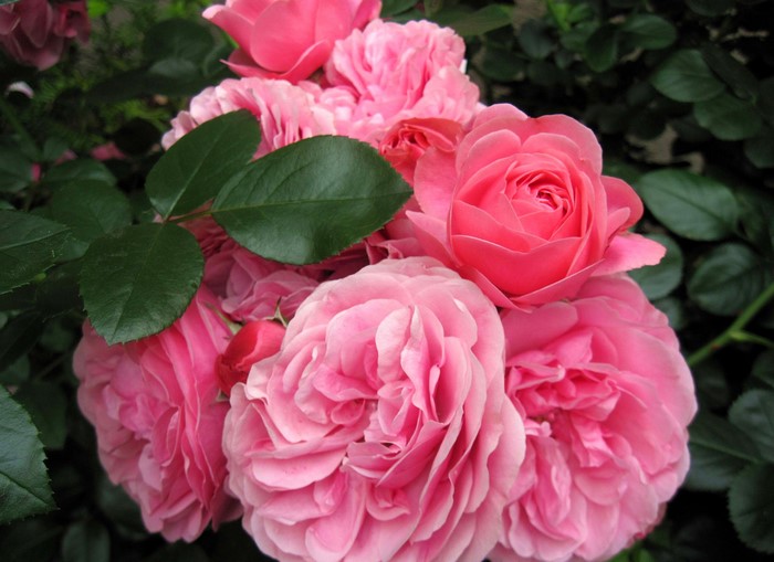Pink Roses in Bloom
