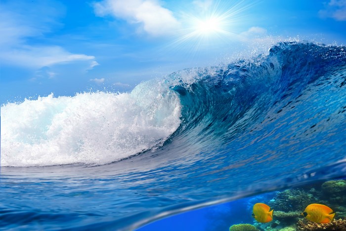 4K Wave with Fish and Coral Reef