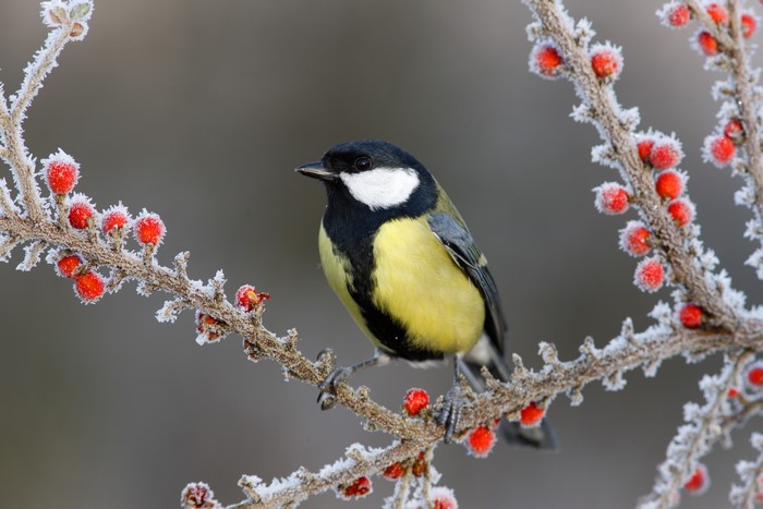 Great tit perched on a frosted branch with berries