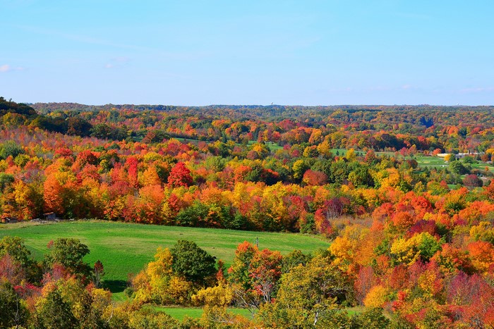 Autumn forest with colorful trees and green fields