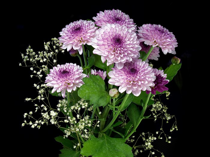 Bouquet of pink and purple chrysanthemums with baby's breath