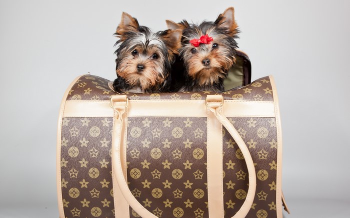 Two Yorkshire Terrier puppies in a designer dog carrier