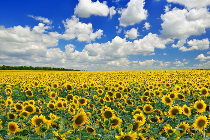 Field of Sunflowers under a Cloudy Blue Sky