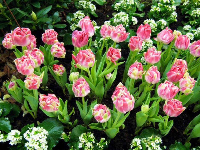Pink and white tulips in a garden