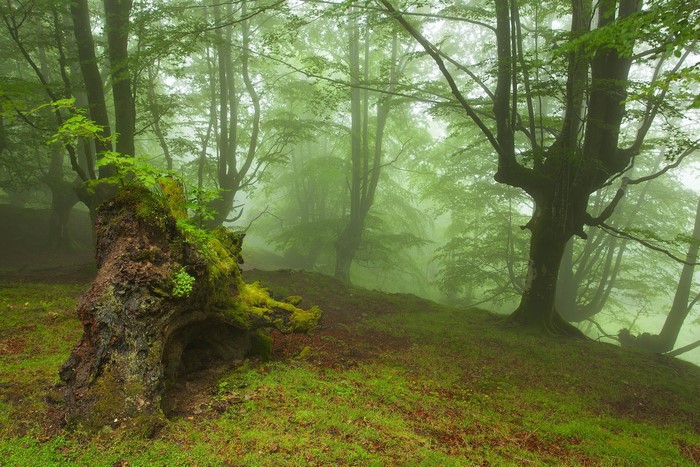 Misty forest with fallen tree and green grass