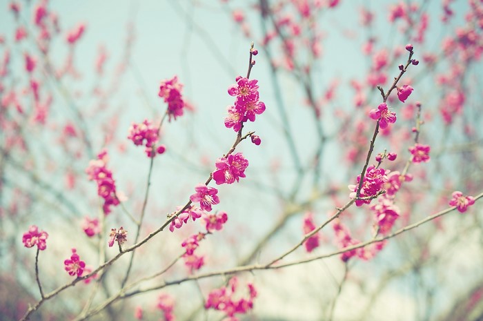 Pink cherry blossoms on branches against a light blue sky