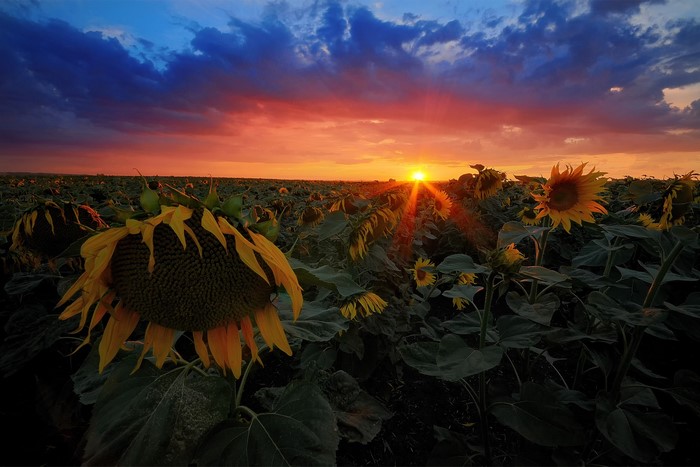 Sunflowers at sunset with dramatic sky