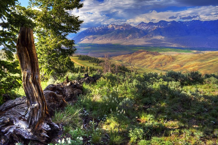 Mountains and Valley with Ancient Tree in Idaho, USA