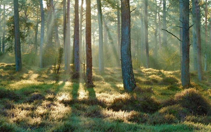 Sunlight filtering through trees in a forest