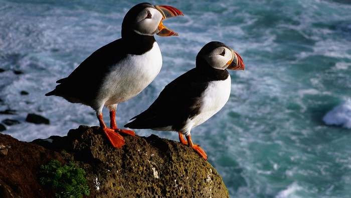 Two Puffins on a Rock by the Sea