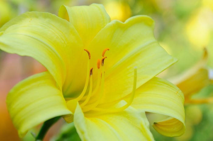 Close-up of a yellow lily flower