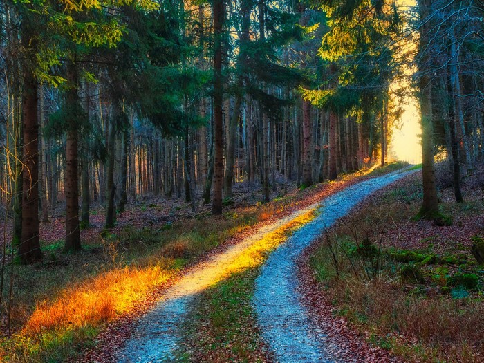 Sunlight on a forest path