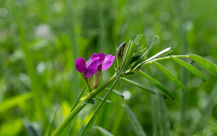 Purple flower with green grass