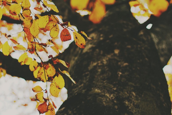 Autumn leaves on a tree trunk, bottom view