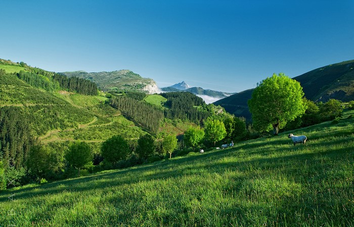 Sheep grazing on a grassy hillside with mountains in the background