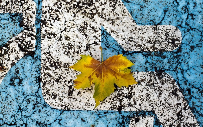 Autumn leaf on cracked blue and white surface