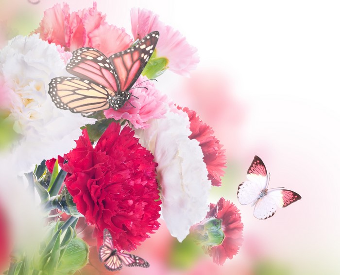 4K Butterflies and Carnations