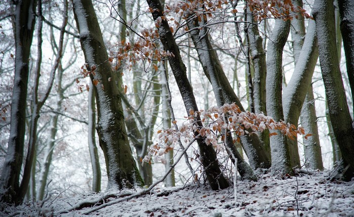 Winter forest with snow-covered trees and fallen leaves