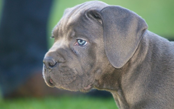 Cane Corso puppy with blue eyes looking to the side