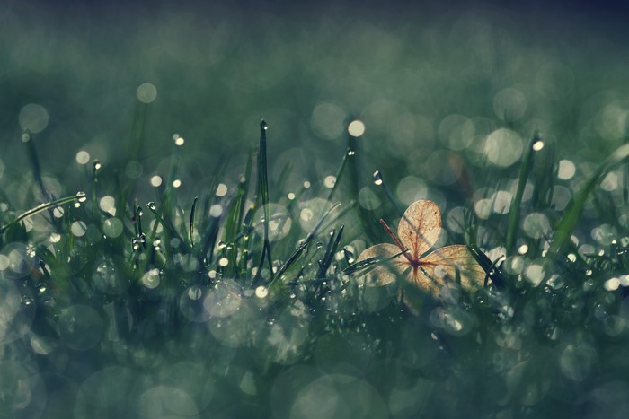 Dew drops on grass with a fallen leaf