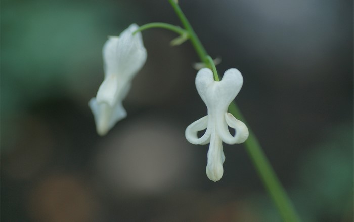 White Bleeding Heart flowers on a stem