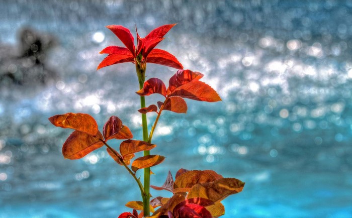 Red and orange leaves on a stem with blurred blue background