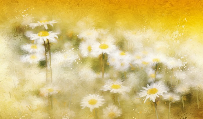 4K Camomiles painting